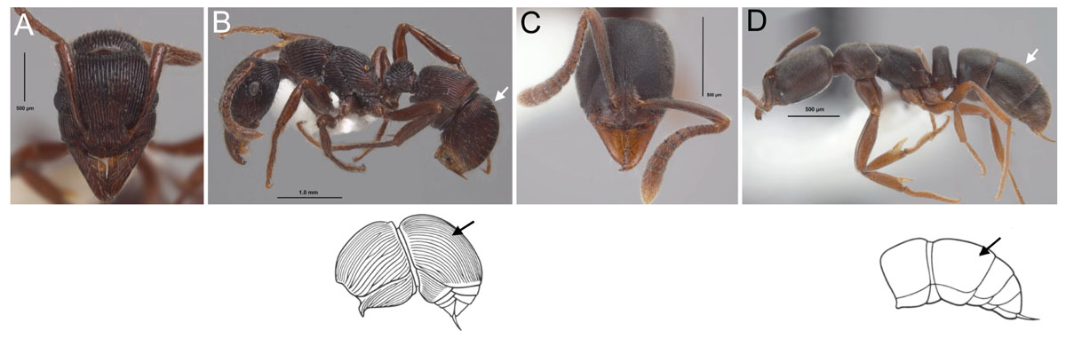 Fig 10